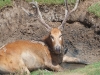 20090502 SanDiegoWildlifePark21.jpg